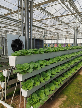 智能溫室工程建設